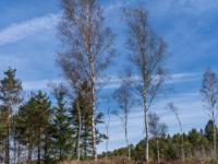 Nahe der alten Torfabbaustelle